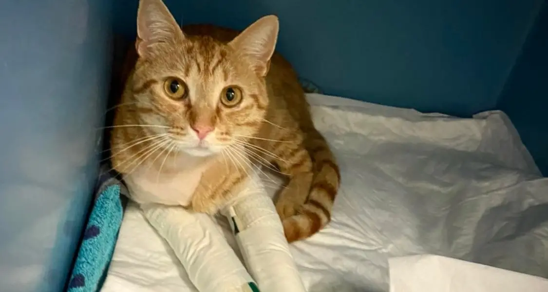 Gatti caduti dal balcone, uno a settimana. La clinica di Bolzano: «Fate attenzione»