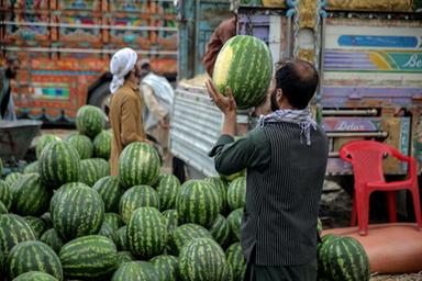 Boom import di angurie da Marocco a Brasile, agricoltori europei in crisi