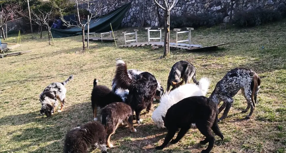 Dna dei cani, la Lav contraria alla decisione altoatesina