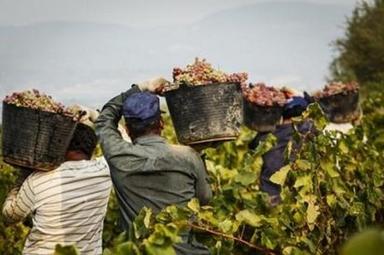 Caporalato in agricoltura, sospese 7 fattorie nell'Aretino