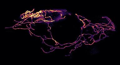 Osservate per la prima volta le cellule viventi di un animale antartico