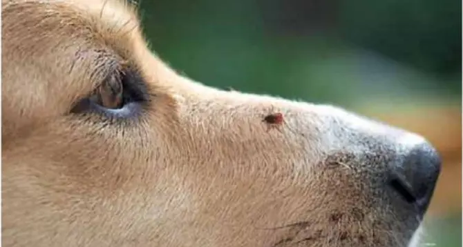 Zecche in agguato, ecco come proteggere i nostri animali