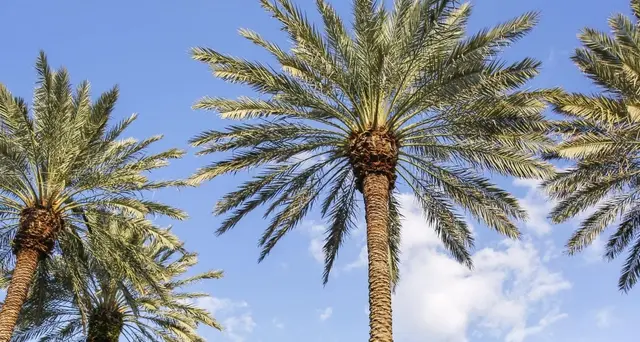 Usa, Wp: a Mar-a-Lago materiale su nucleare Paese straniero