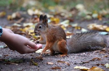Enpa, 3.100 perseguiti da Carabinieri nel 2026 per reati contro gli animali
