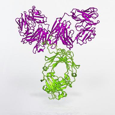 Dai geni dei mammiferi proteine chimera sconosciute