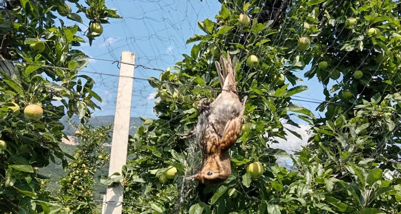Termeno, tordi agonizzanti impigliati nelle reti. Caccia ai responsabili