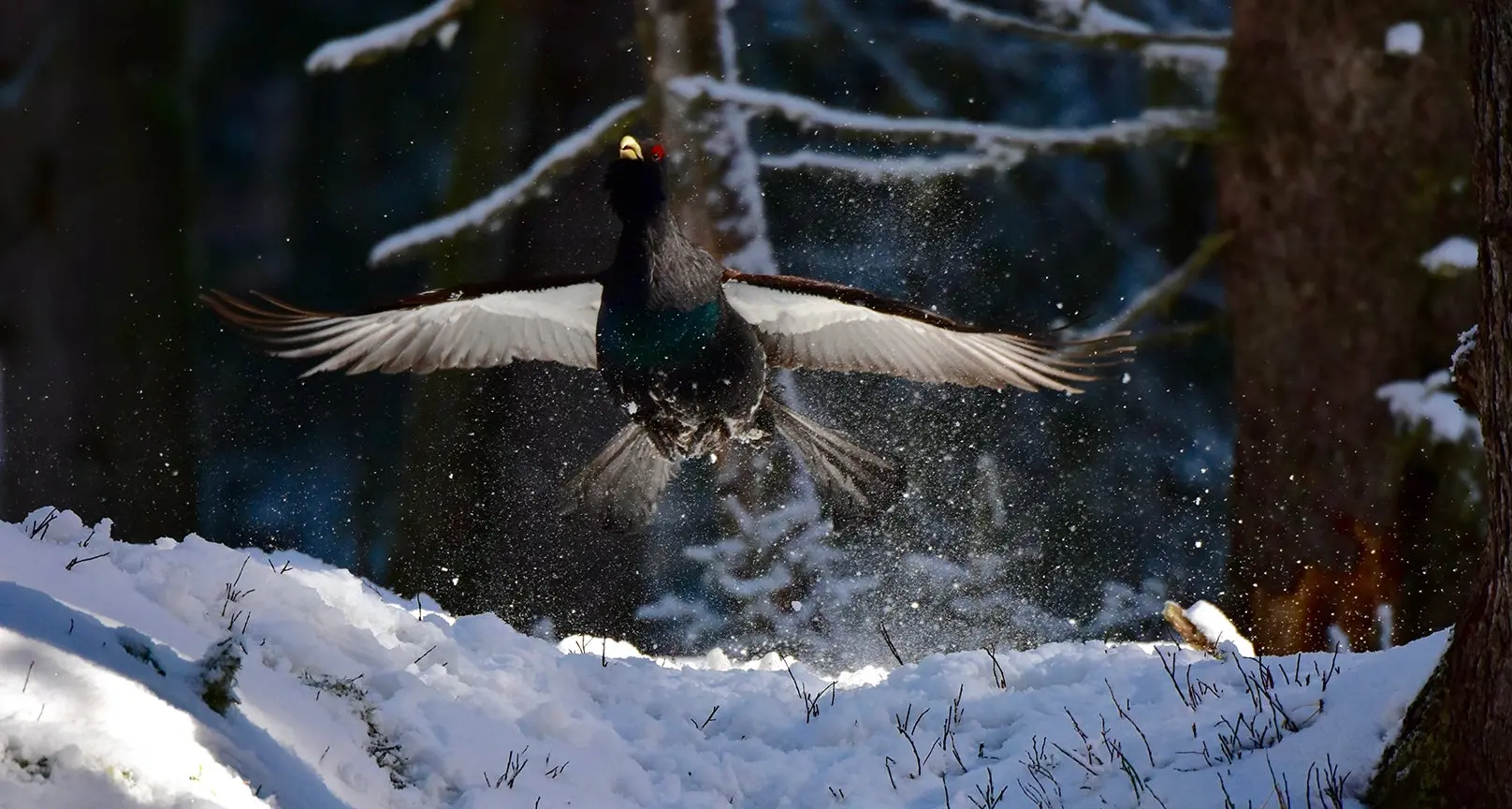 Con gli sci o le ciaspole, ecco le regole per non spaventare gli animali nel loro habitat