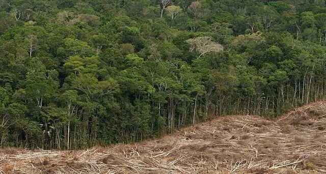 Amazzonia: deforestazione scesa del 33,6% nel primo semestre
