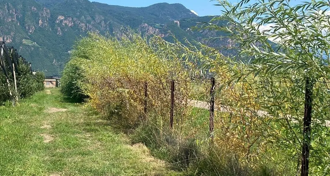Salici avvelenato al Golf Club di Appiano: aperta un’indagine