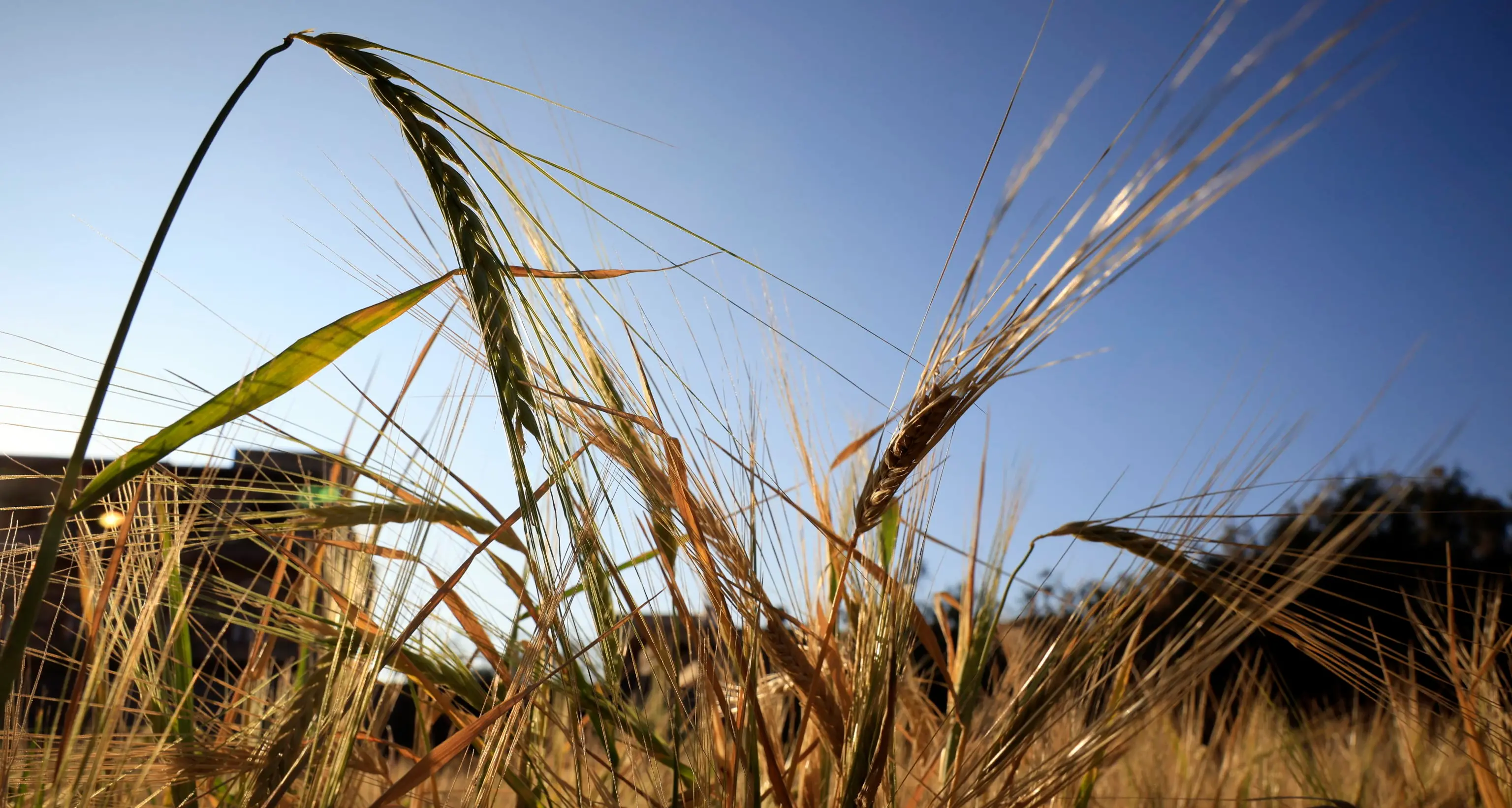 Manovra: vola al 58% il credito d'imposta Zes unica per l'agricoltura e la pesca