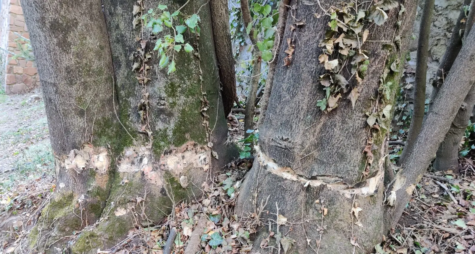 Vandali in azione a Ora: nove alberi colpiti con un’accetta