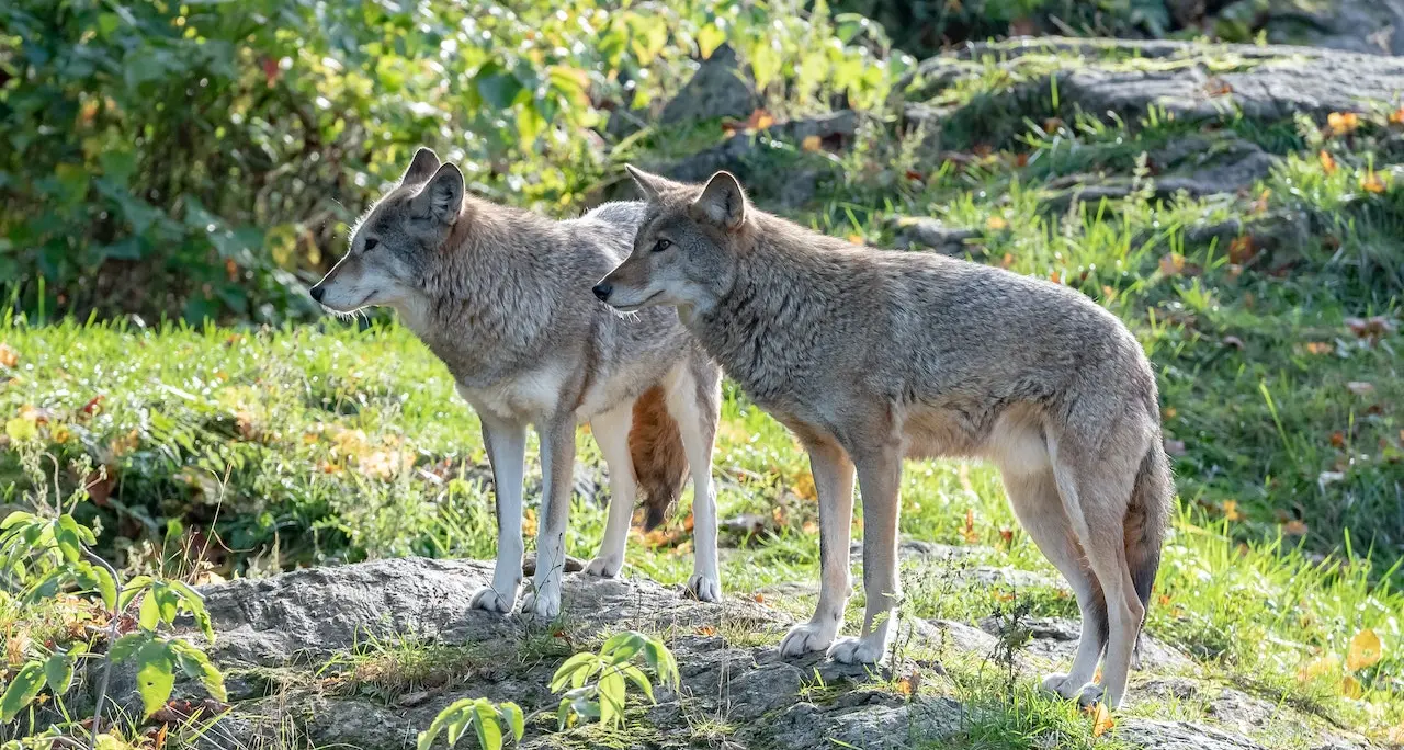 Kompatscher autorizza l’abbattimento di 2 lupi a Castelbello