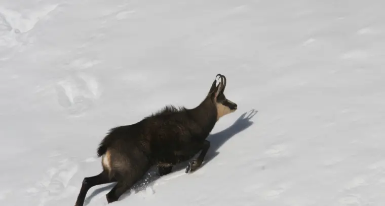 La fauna selvatica in inverno: i consigli per rispettarla
