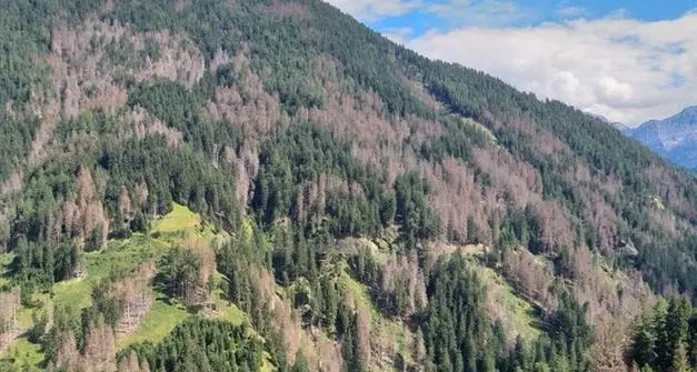 Il bostrico non si ferma in Alto Adige, arrivano i fondi per scortecciare gli alberi