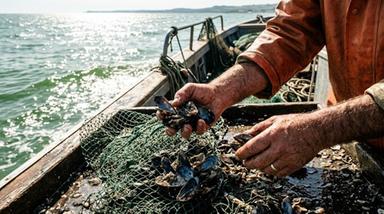 Caldo, mare a 32 gradi fa strage di cozze in Alto Adriatico, emergenza produttori