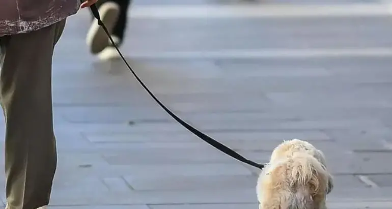 L’Alto Adige prepara una tassa di soggiorno per “turisti” a quattro zampe