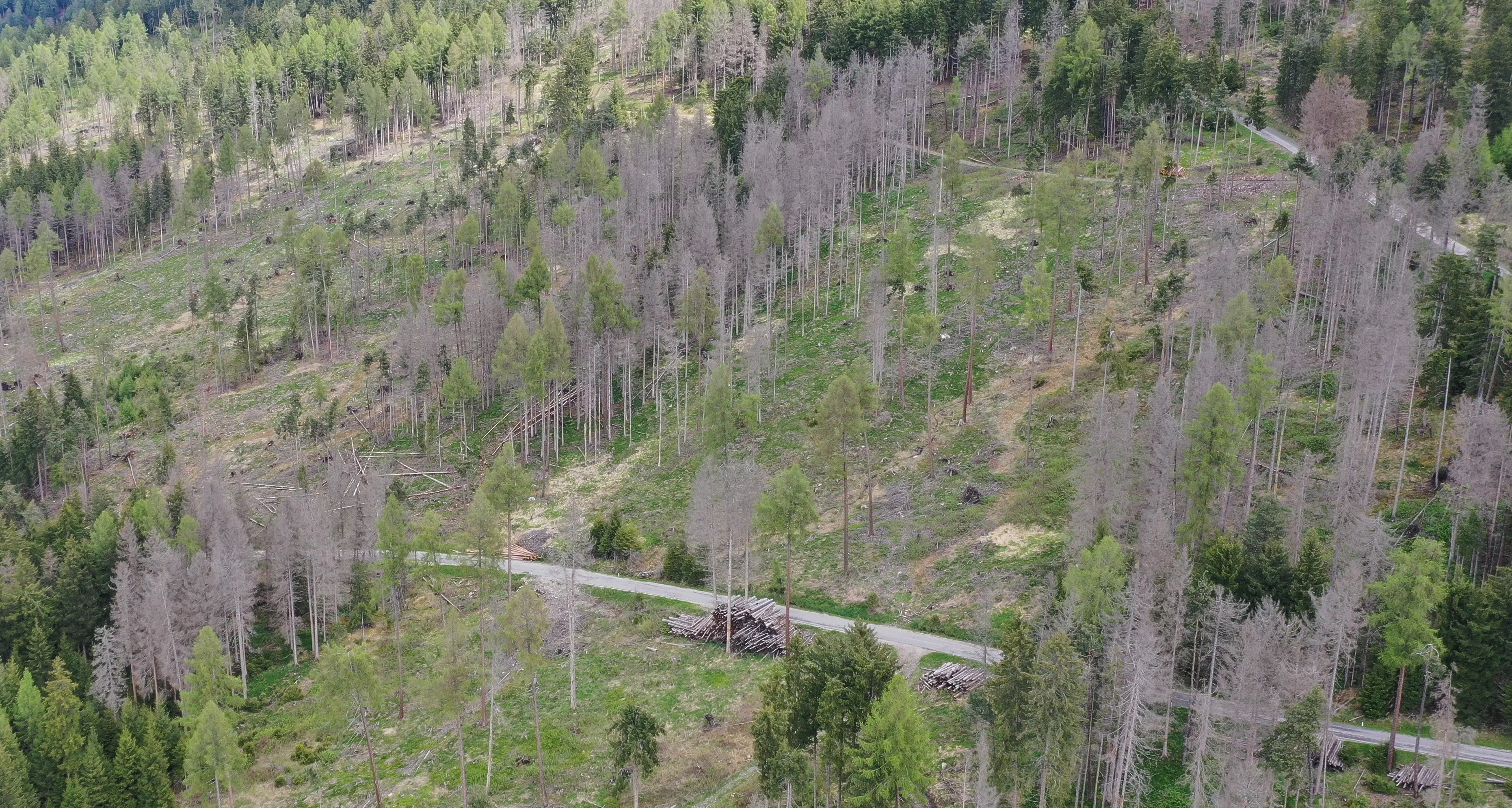 Foreste e clima, la Giunta provinciale approva nuove linee guida per i contributi