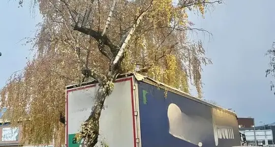 Sradica un albero con il rimorchio del camion facendo retromarcia