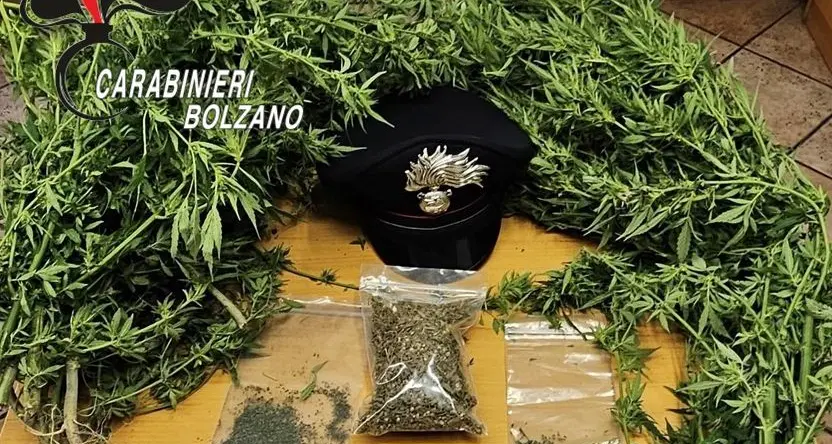 Barbiano, trovato con 52 grammi e 8 piante di marijuana