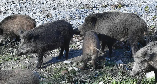 Peste suina: Lazio, raddoppiare abbattimenti fino a 50mila