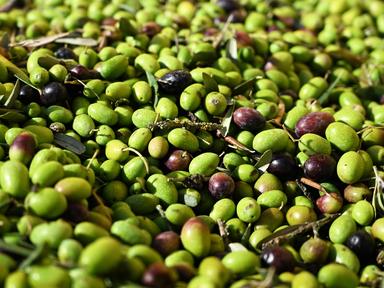 Lollobrigida, arriva documento elettronico dell'olio, nuova tutela per agricoltori