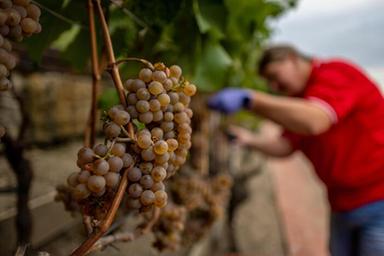 La vendemmia gioca d'anticipo per il caldo e abbandona corsa al primato produttivo