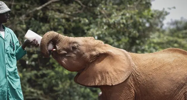 Kenya: al via festival per adottare gli elefanti