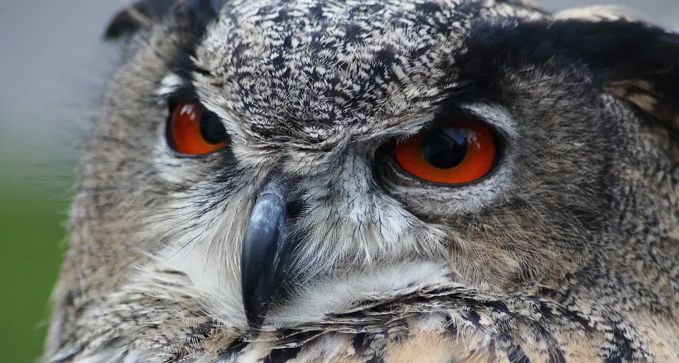 Alto Adige, al via il “disinnesco” dei tralicci pericolosi per la fauna locale