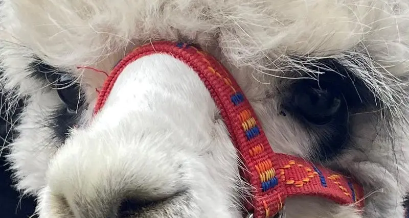 Lama e alpaca sempre più diffusi in Alto Adige: a Unibz una conferenza dedicata