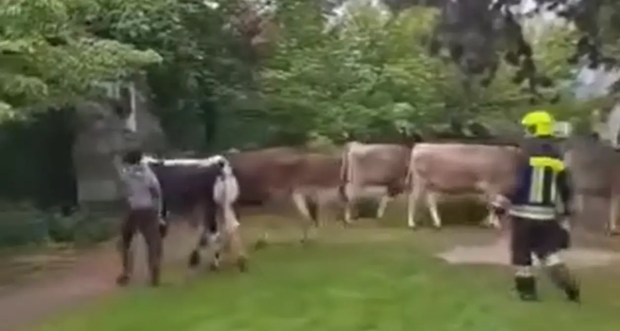 Vacche in fuga a Glorenza: sedici animali invadono il centro storico