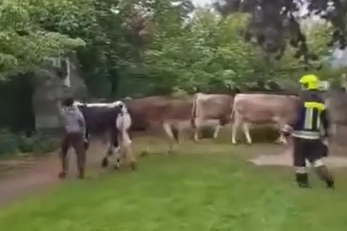 Vacche in fuga a Glorenza: sedici animali invadono il centro storico