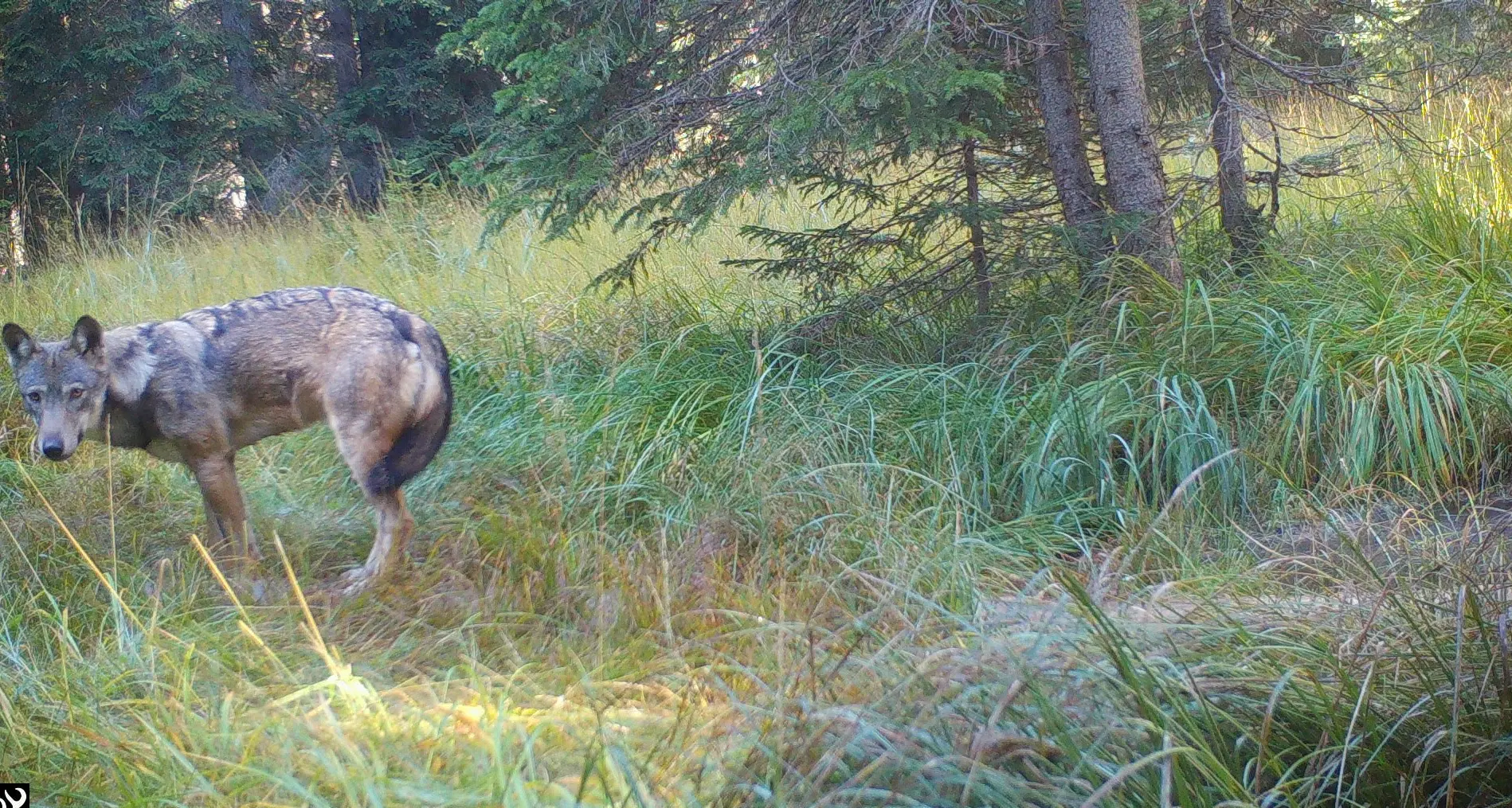 Abbattimenti in Tirolo, la Corte Ue: «Il divieto di caccia al lupo in Austria è valido»
