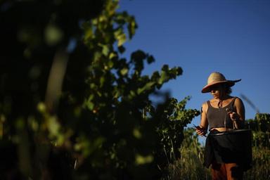 Siccità ed espianti vigneti in Francia riducono del 6% vendemmia 2026