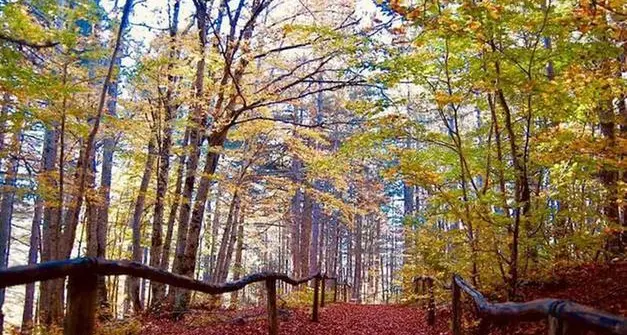 Piantati 5mila alberi clima-intelligenti nelle Regioni dell’Arge Alp