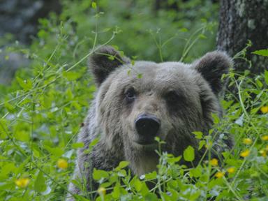 Cantina Tollo con il Parco Nazionale per tutelare l'orso marsicano