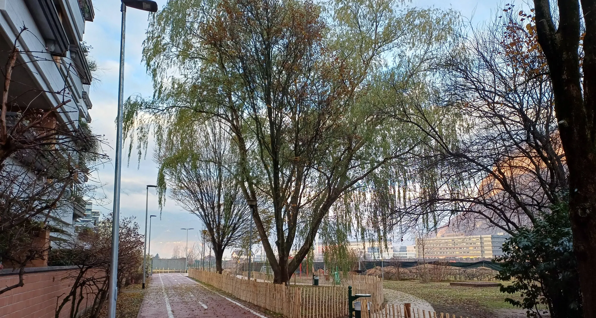 Rinverdimento urbano a Bolzano: nuovi alberi e meno asfalto