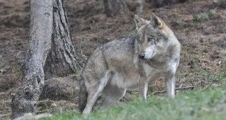 Bolzano approva il ddl che consente l'abbattimento di lupi senza il parere dell'Ispra