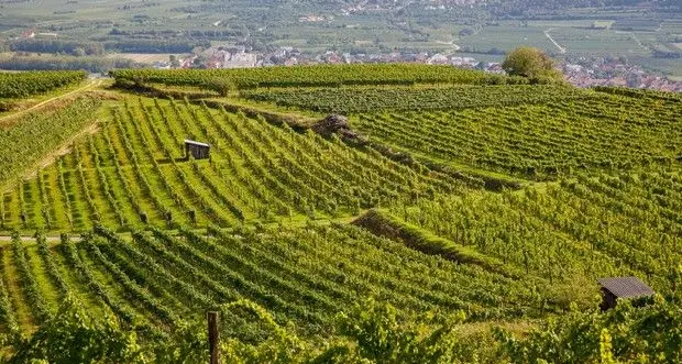 Cantine altoatesine, fatturati giù del 20%