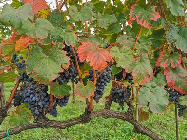 Confagricoltura E-R, 'qualità del vino ottima, produzione in linea con lo scorso anno'