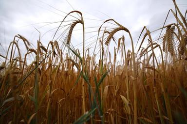 Cereali, 'bene rese e qualità ma gap tra prezzi e costi stritola le imprese'