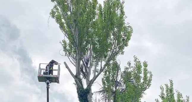 Tagliati gli alberi di Villa Eccel. Il Comune: erano pericolosi