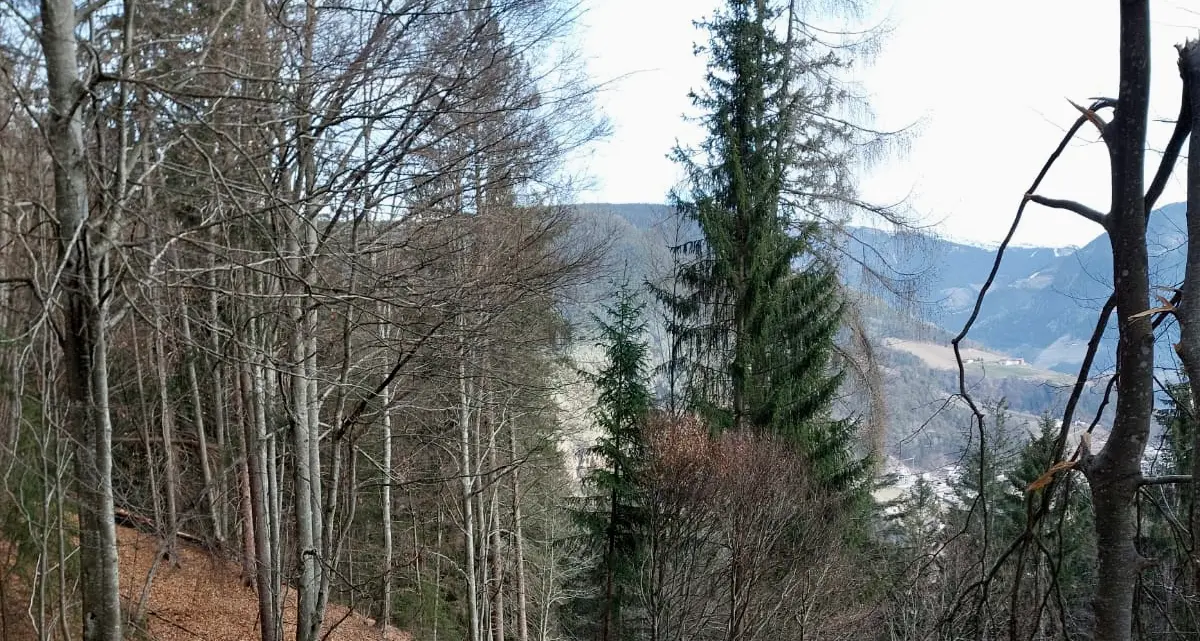 San Genesio, boscaiolo schiacciato da un albero: è gravissimo