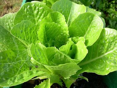 Ottenuta la prima lattuga che produce una proteina chiave della carne