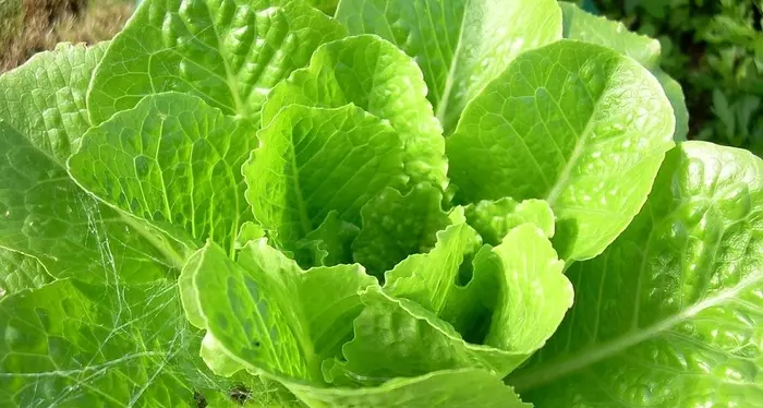 Ottenuta la prima lattuga che produce una proteina chiave della carne