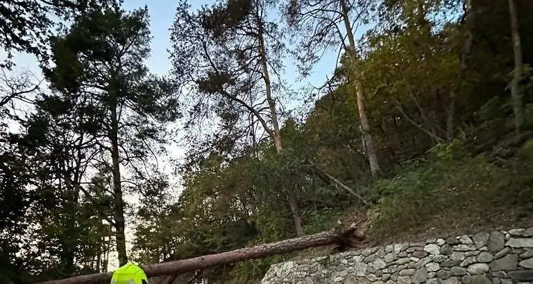 Tirolo: albero cade sulla strada senza coinvolgere nessuno, rimosso dai vigili del fuoco