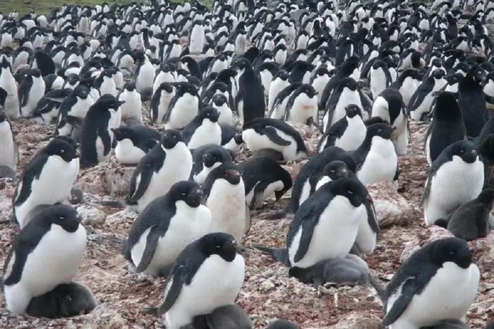 Così il clima sta cambiando la dieta dei pinguini