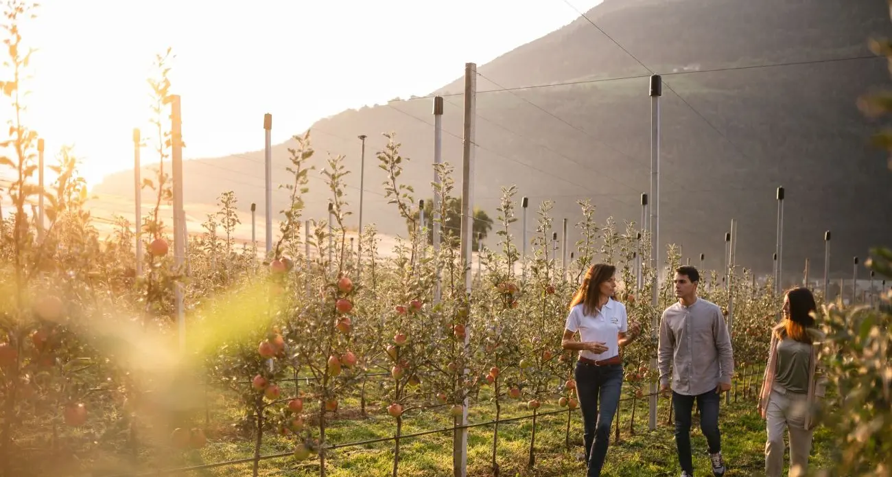 A passeggio nella magia dei meleti in fiore