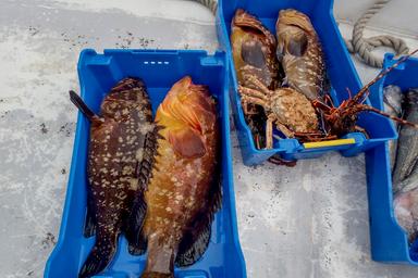 Pesca e acquacoltura: Masaf, 3 milioni di euro per il Fondo di solidarietà nazionale