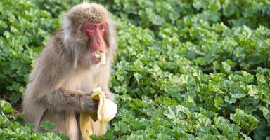 Anche i macachi diventano più attenti ai germi dopo un'epidemia VIDEO