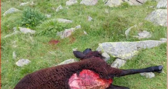 Lupi sbranano un intero gregge di pecore in Val Pusteria
